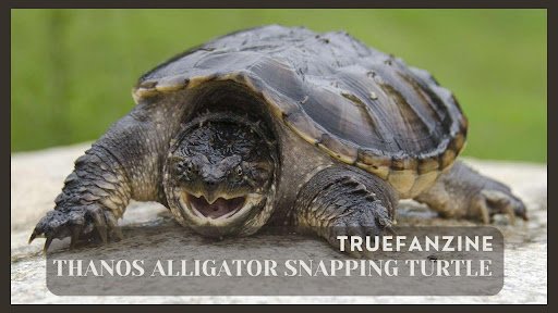 Thanos Alligator Snapping Turtle
