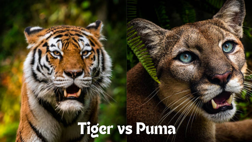 Pumas vs. Tigers