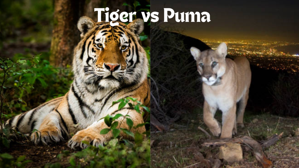 Pumas vs. Tigers