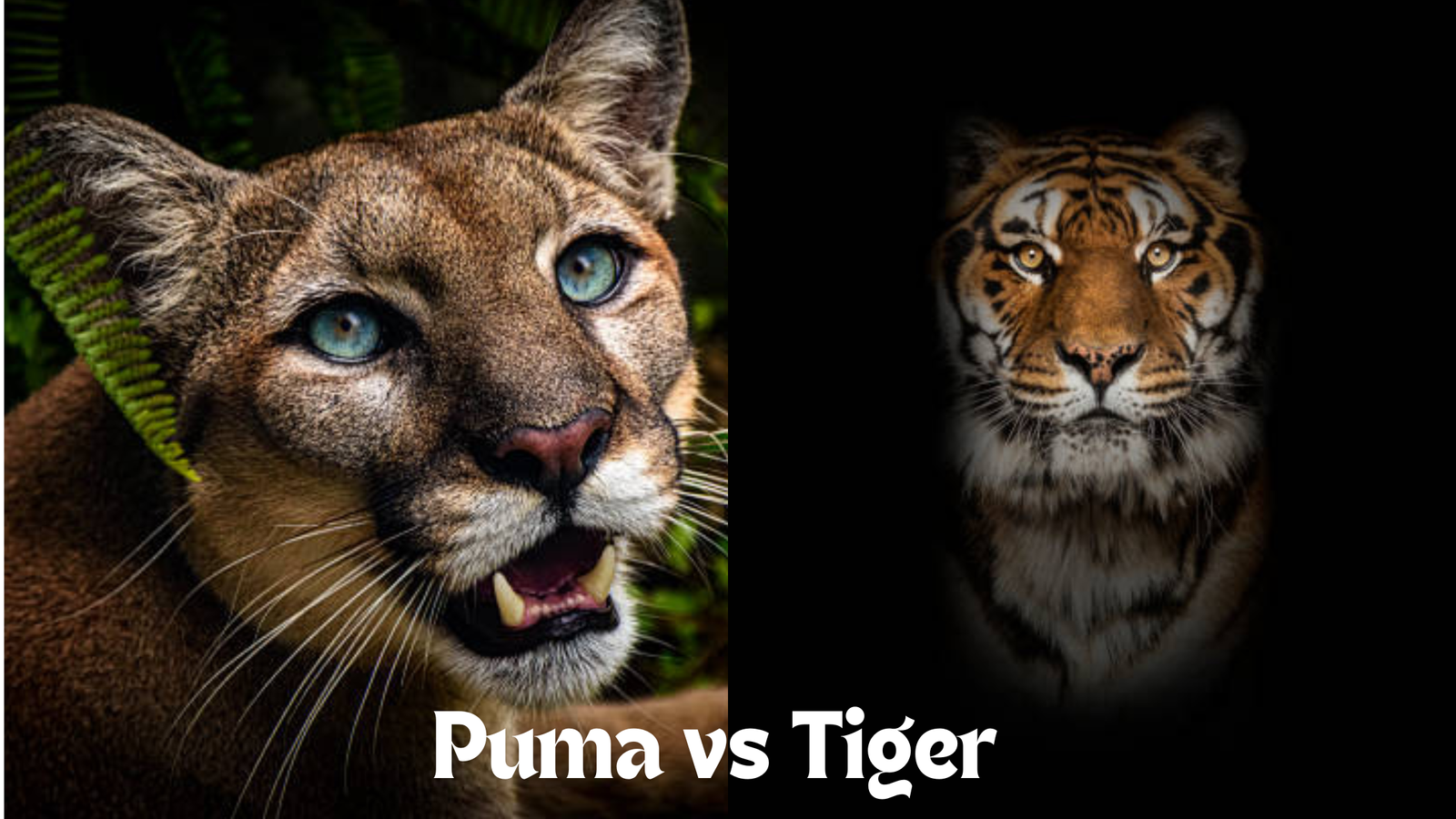 Pumas vs. Tigers